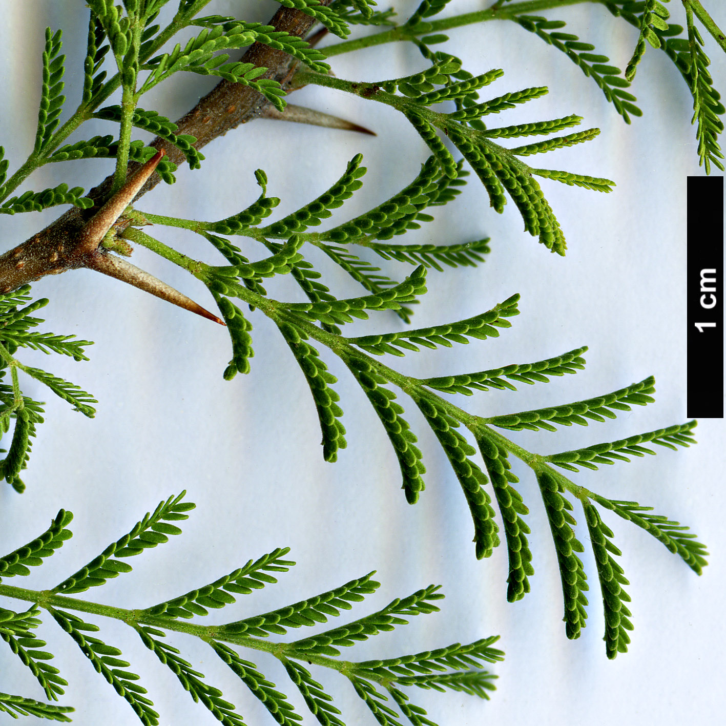 High resolution image: Family: Fabaceae - Genus: Vachellia - Taxon: caven